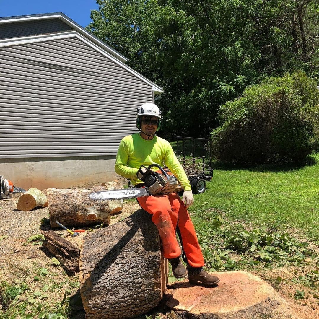 A tree removed in Fredericksburg Virginia