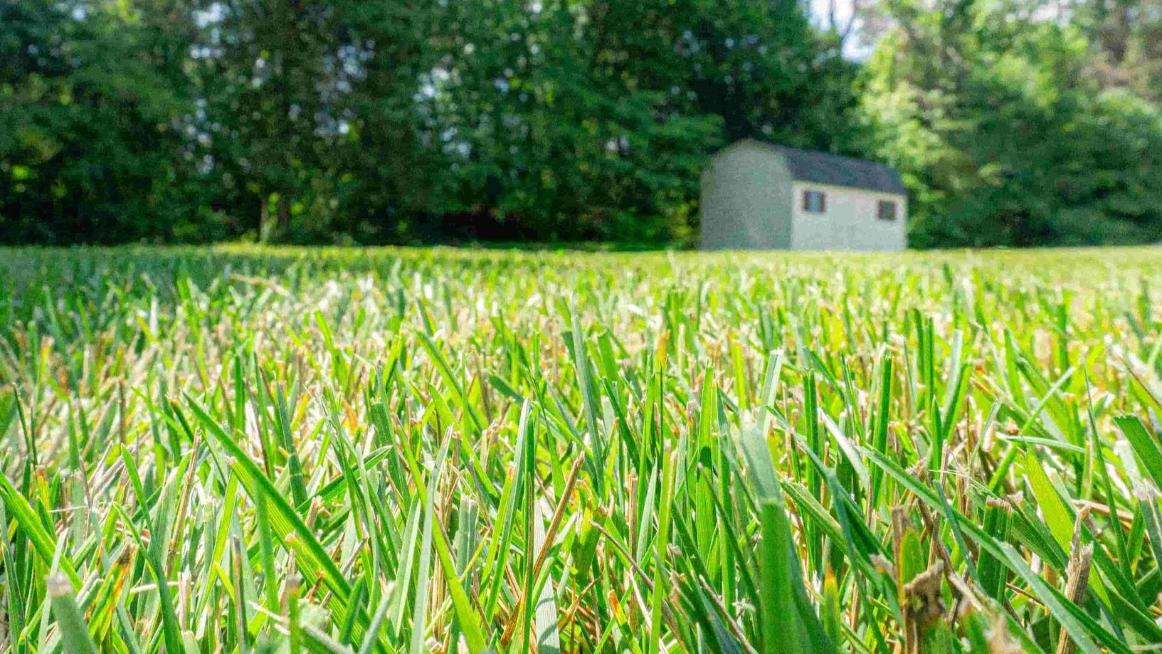 Close view of maintained green grass