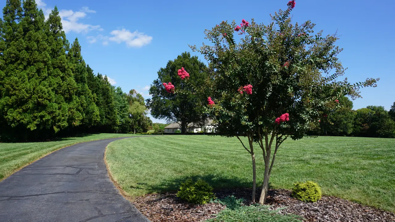 A pink-flowering ornamental tree beside a curved driveway and mature trees.
