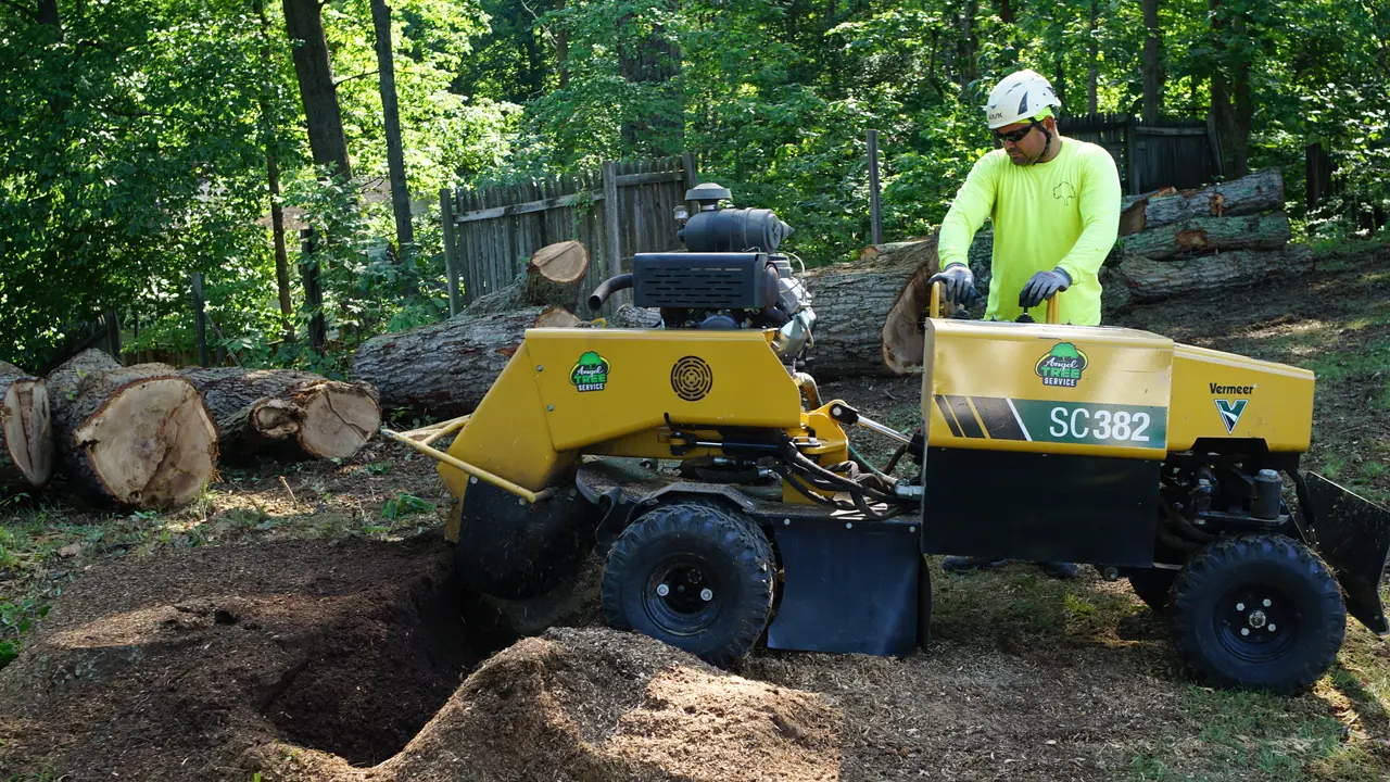 An Angel Tree Services operator using a yellow stump grinder, with cut logs behind the machine.