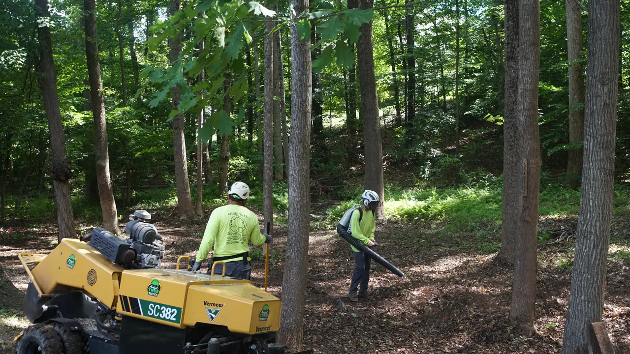 Angel Tree Services crew using a leaf blower beside a stump grinder in a wooded yard.