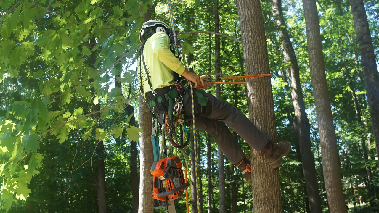 Angel Tree Services climber with ropes and a harness during tree trimming.