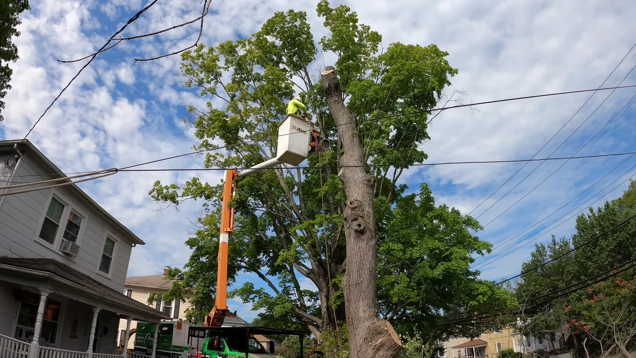 A worker in a bucket beside a partly dismantled tree near a house, with overhead lines visible.