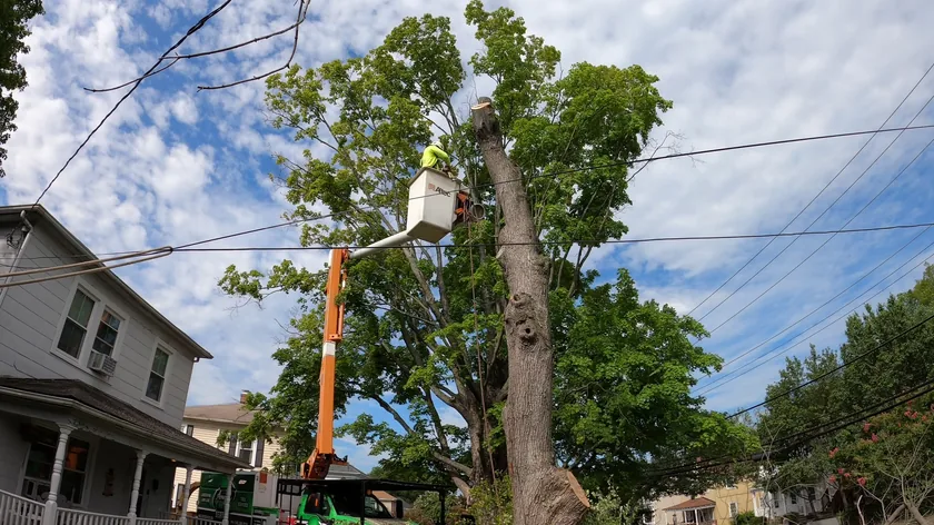 A worker in a bucket beside a partly dismantled tree near a house, with overhead lines visible.