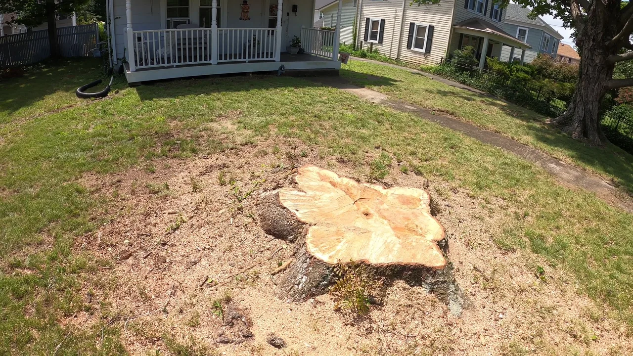 A later wide view of the cleared front yard beside the porch and walkway, with the cut stump and sawdust still visible.