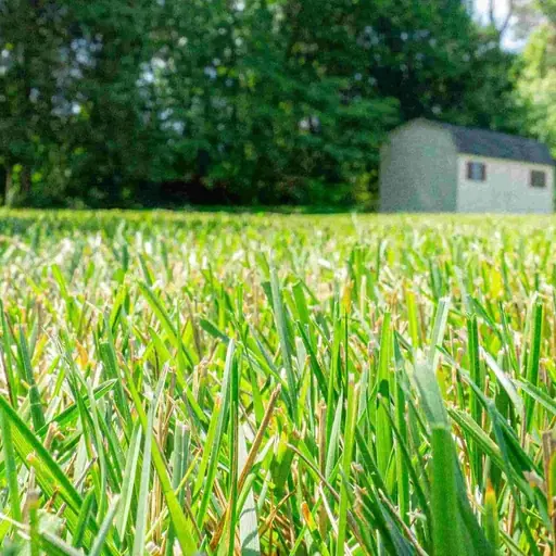 Grass mowing in Fredericksburg/Stafford